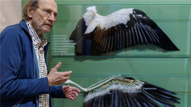 Was klappert da? Darum gibt es so viele Störche Alfons Rolf Bense zeigt im Westfälischen Storchenmuseum ein Exponat zur Anatomie des Weißstorchs.