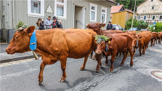  Käthe, Mausi, Stummel und ihre Schwestern ziehen festlich geschmückt in ihr Sommerquartier.