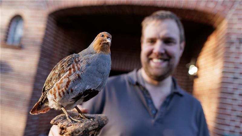  Landwirt Christian Wiese beteiligt sich seit mehreren Jahren an dem Projekt zum Schutz der Rebhühner in der Dümmerregion. Er zeigt auf seinem Hof ein Tierpräparat. Dabei handelt es sich um ein männliches Rebhuhn. 