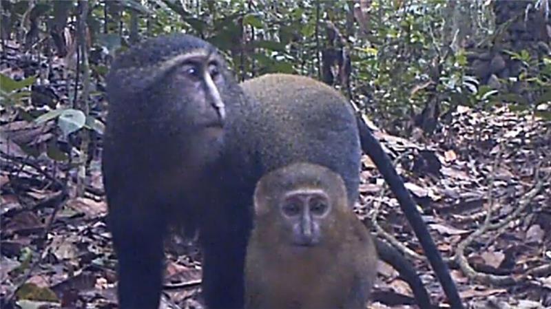 Kongobecken ist „Schatztruhe der biologischen Vielfalt“ Lesula-Affen (Cercopithecus lomamiensis) sind der Wissenschaft erst seit 2012 bekannt. (Handout)