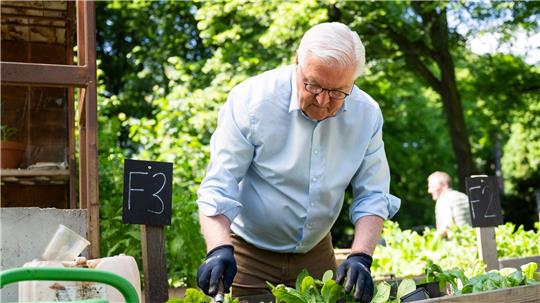  Steinmeier gärtnert in einem Hochbeet in Berlin-Neukölln.