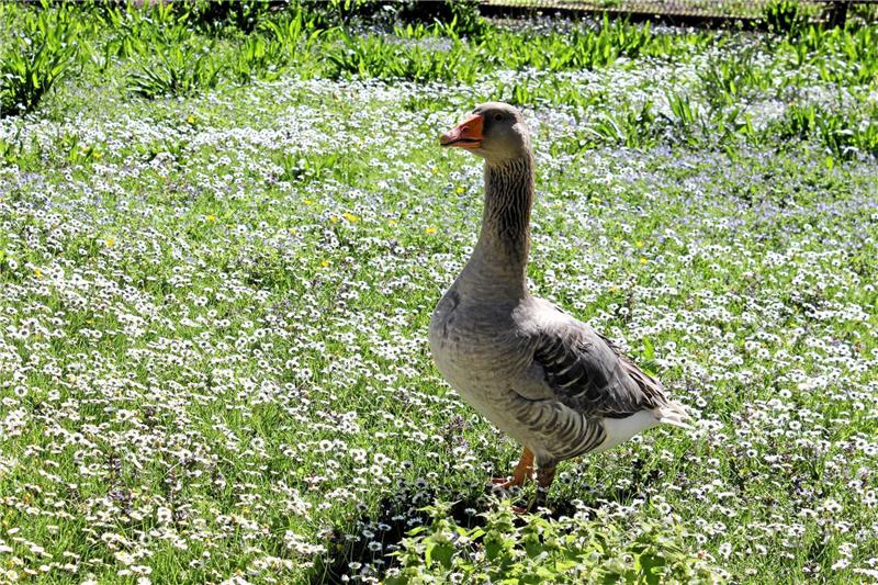... der Bayrische Gänsevater auf seinen Nachwuchs, der noch ausgebrütet wird.