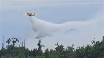 Ein gelbes Löschflugzeug fliegt über einen Wald und wirft Wasser ab.