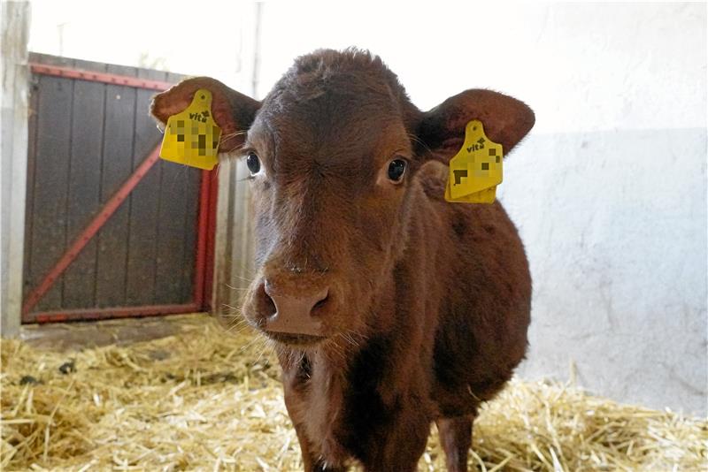 14 Tiere,  darunter auch Kälbchen Emma , hat Jens Herberger nun auf seinem Hof. Einige sind noch in einem beklagenswerten Zustand.