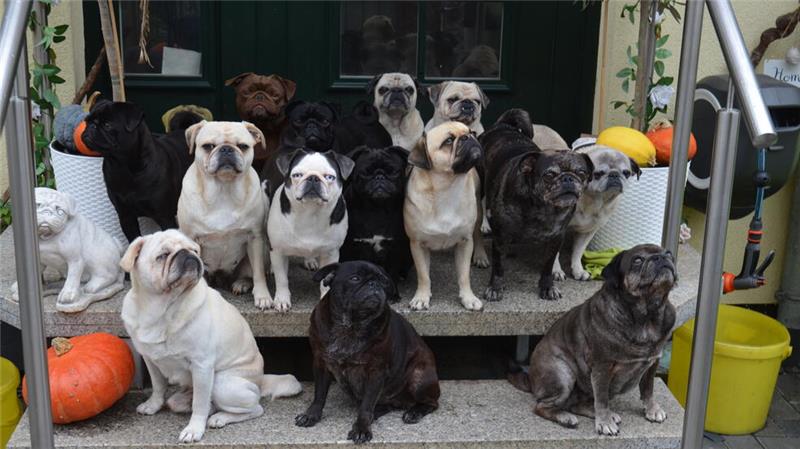 Auf den Hund gekommen – 16 Möpse auf einen Streich 16 Möpse wohnen bei Familie Schmidt in Groß Döhren – 14 haben sich zum Gruppenbild vor dem Haus versammelt.