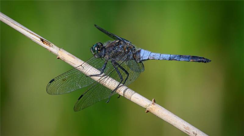 Tausende Süßwasserarten vom Aussterben bedroht 16 Prozent der Libellen und Libellenfliegen sind laut Studie vom Aussterben bedroht. (Symbolbild)