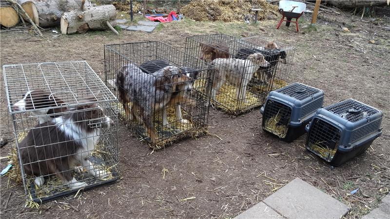 Wernigerode: Landkreis Harz stellt 17 Hunde in Gartenanlage sicher 17 Welpen und Junghunde wurden von der Tierrettung abtransportiert.