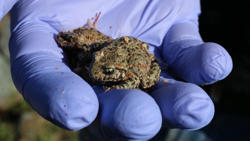 20 dieser gut einjährigen Kröten wurden am Montagnachmittag ausgewildert. Sie stammen aus einer Life-Bovar Erhaltungszucht.