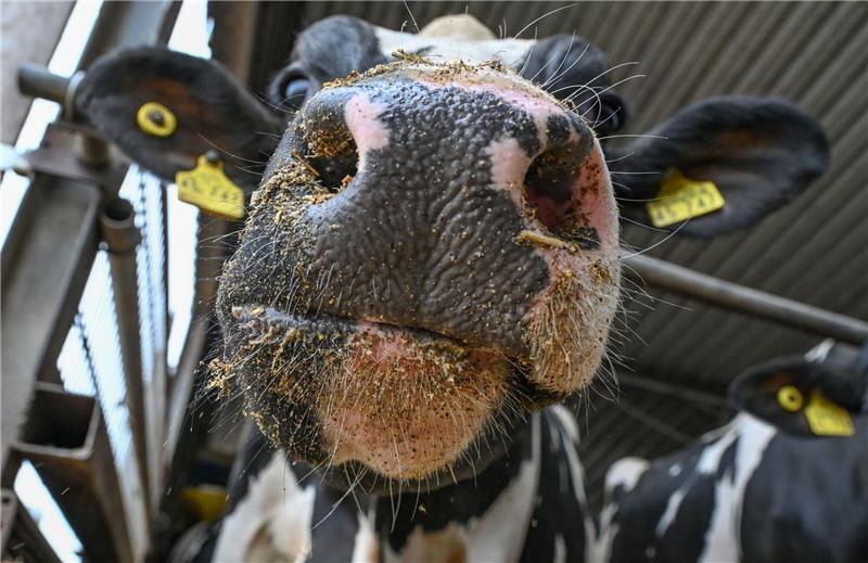 Für das Klima: Irland erwägt Tötung Zehntausender Kühe 200.000 Kühe töten, im Namen des Klimaschutzes? So lautet jedenfalls ein Vorschlag des Landwirtschaftsministeriums in Dublin.