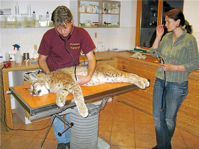 Harzburger Luchs-Legende Pamina ist tot 2009 wird bei Pamina ein Tumor im Schädel entdeckt. Nach einer Voruntersuchung bei Tierarzt Thomas Went kommt sie zur OP nach Hannover.