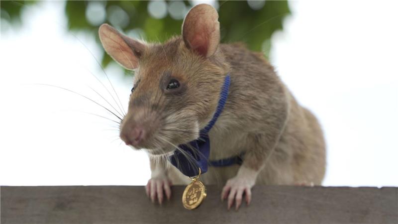 2020 bekam Magawa bereits für seine Leistungen eine spezielle Medaille - als erste Ratte überhaupt. (Archivbild)