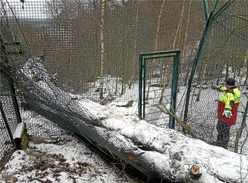 Harzburger Luchs-Legende Pamina ist tot 2020 fallen im Sturm Bäume auf das Luchsgehege, Paminas Partner Tamino kommt ums Leben.