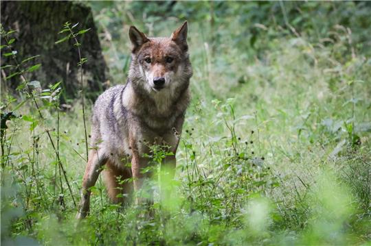 2022 wurden pro Wolfsübergriff durchschnittlich 3,8 Tiere getötet. Foto: dpa