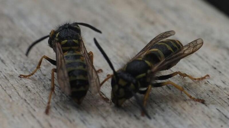 2024 gilt als Wespenjahr, ein Grund, warum Ordnungsamtsleiter Jan Müller vermutet, warum sich so viele dieser Insekten im Bereich der Grundschule aufhalten.