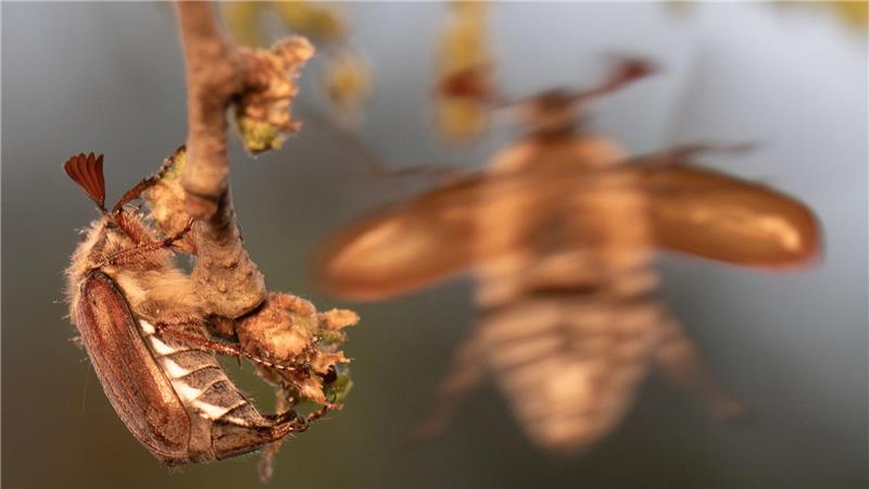 2026 ist ein Maikäferjahr - und der Massenflug hat begonnen. 