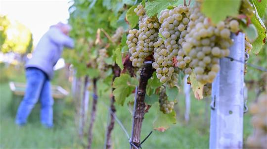 2026 zeigen sich ein weiteres Mal deutliche regionale Unterschiede bei der Entwicklung der Weinmost-Ernten. (Archivfoto)