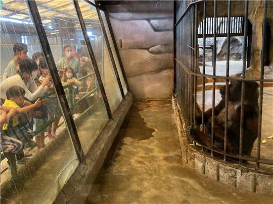 23.10.2022, Thailand, Bangkok: Besucher des Pata Zoo auf dem Dach eines Einkaufszentrums in Bangkok fotografieren das Gorilla-Weibchen Bua Noi. Die Primatin lebt seit mehr als 30 Jahren in dem als "Höllen-Zoo" betitelten Zoo auf Betonboden ohne Tageslicht oder Natur. Sie ist Thailands einziger Gorilla. Foto: Carola Frentzen/dpa