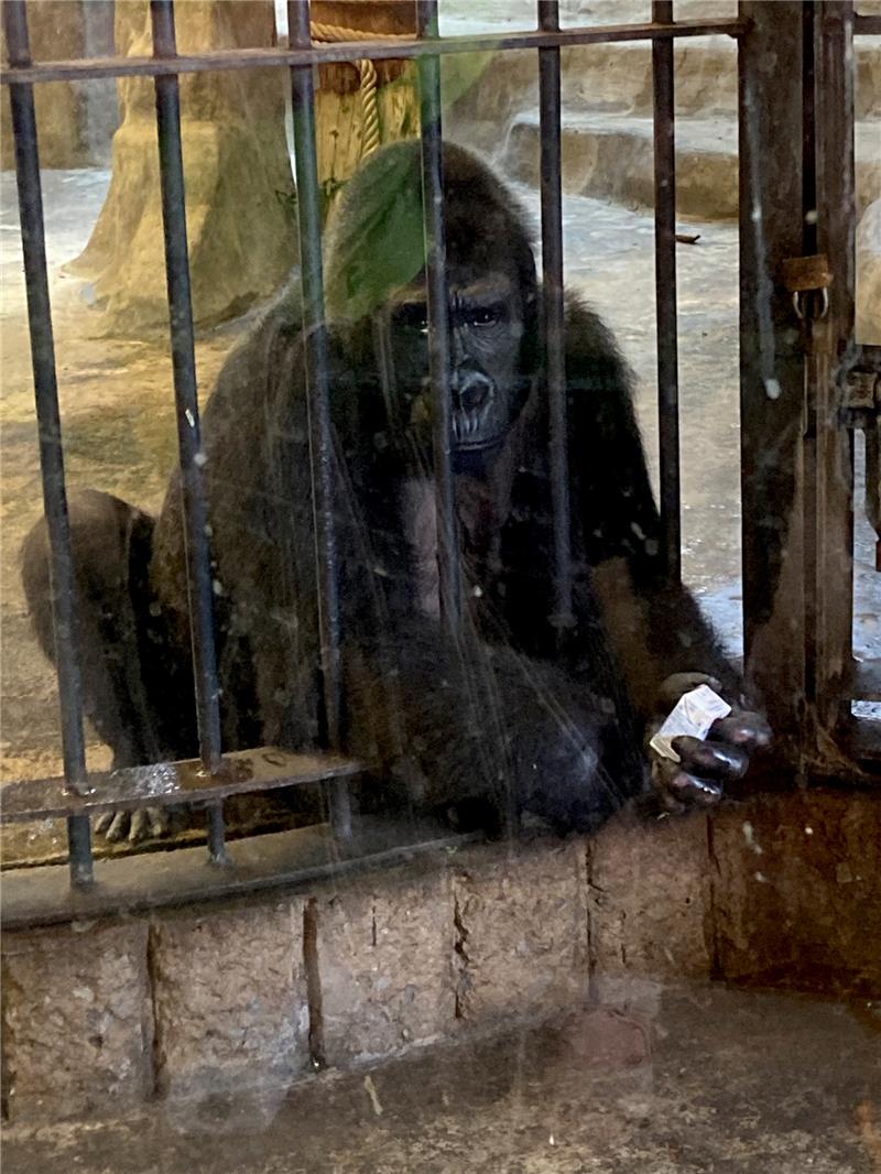 Auf dem Dach einer Mall: Thailands letzter Gorilla im Horror-Zoo 23.10.2022, Thailand, Bangkok: Das Gorilla-Weibchen Bua Noi. Die Primatin lebt seit mehr als 30 Jahren in dem als "Höllen-Zoo" betitelten Zoo auf Betonboden ohne Tageslicht oder Natur. Mitarbeiter locken Bua Noi („kleiner Lotus“) mit einem Trinktütchen Milch. Foto: Carola Frentzen/dpa