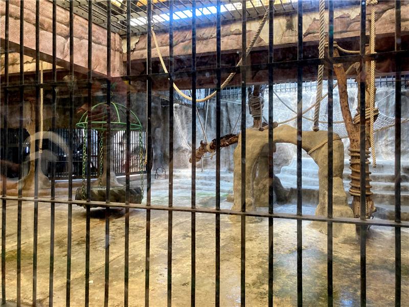 Auf dem Dach einer Mall: Thailands letzter Gorilla im Horror-Zoo 23.10.2022, Thailand, Bangkok: Der 10 mal 20 Meter große Käfig des Gorilla-Weibchens Bua Noi. Die Primatin lebt seit mehr als 30 Jahren in dem als "Höllen-Zoo" betitelten Zoo auf Betonboden ohne Tageslicht oder Natur. Sie ist Thailands einziger Gorilla. Foto: Carola Frentzen/dpa