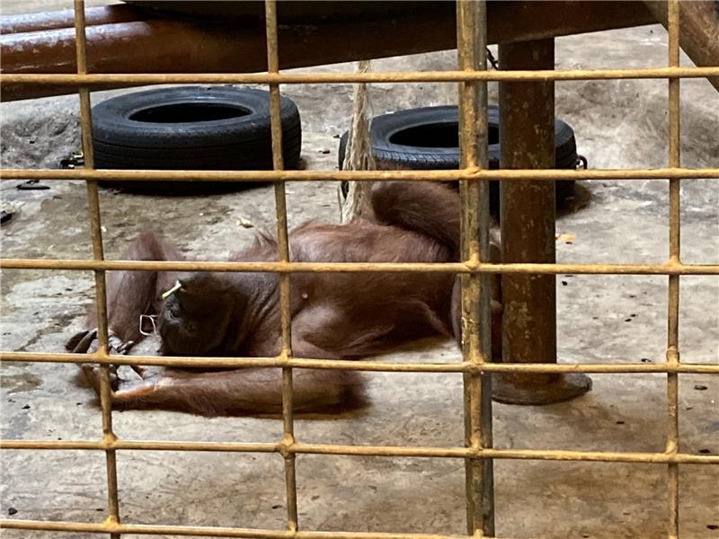 Auf dem Dach einer Mall: Thailands letzter Gorilla im Horror-Zoo 23.10.2022, Thailand, Bangkok: Ein Orang-Utan liegt auf dem Betonboden in seinem Käfig im Pata Zoo. Foto: Carola Frentzen/dpa