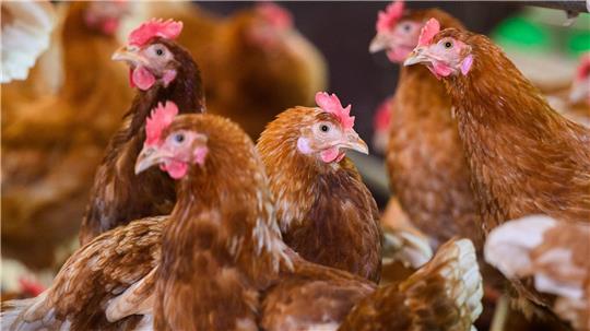 38.000 Legehennen wurden getötet. (Symbolbild)