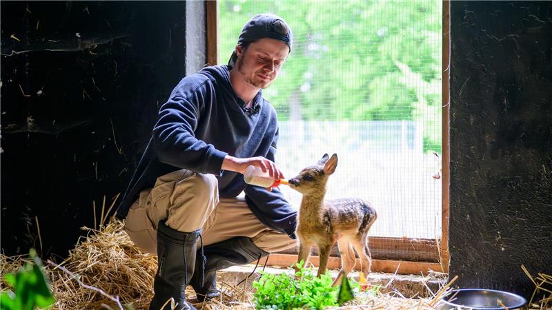 Wildtierhilfe Lüneburger Heide: 400 Tiere, wenig Personal 400 Kleinsttiere werden aktuell in der Station in Soltau durchschnittlich alle zwei Stunden gefüttert.