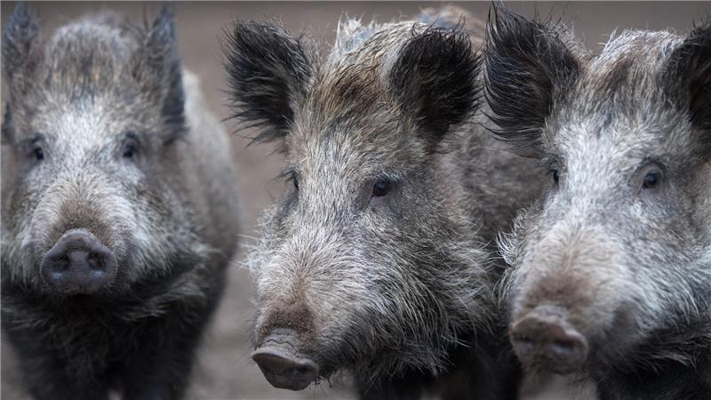 Wildschweine im Oberharz: Wie viele Tiere sind es denn nun? 5000 oder 400?: Beim Wildschweinbestand in Clausthal-Zellerfeld gehen die Schätzungen weit auseinander.