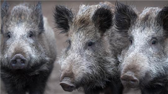 5000 oder 400?: Beim Wildschweinbestand in Clausthal-Zellerfeld gehen die Schätzungen weit auseinander.