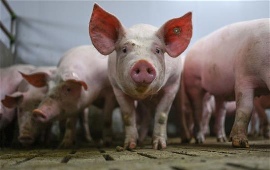 Ab 1. Februar gelten in den Kühltheken erweiterte Pflichtangaben zur Herkunft von Fleischwaren.