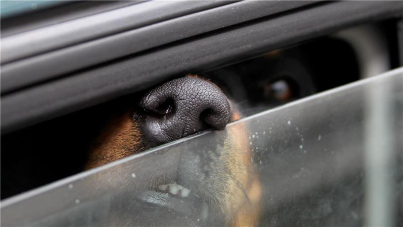 Ab 28 Grad Celsius bekommen Hunde Probleme sich selbst abzukühlen. (Symbolbild)