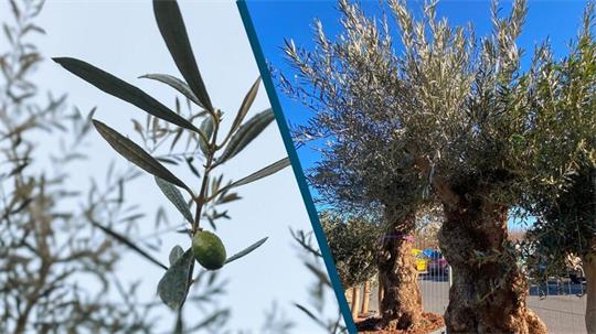 Zweigeteiltes Bild: Links eine Olive, die an einem Ast hängt. Rechts zwei Olivenbäume.