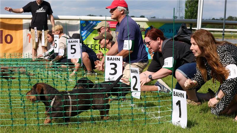 Ab geht’s - jeweils acht Dackel starten in den Vorläufen der 2. Deutschen Meisterschaft im Dackelrennen, die in Magdeburg stattfindet. 