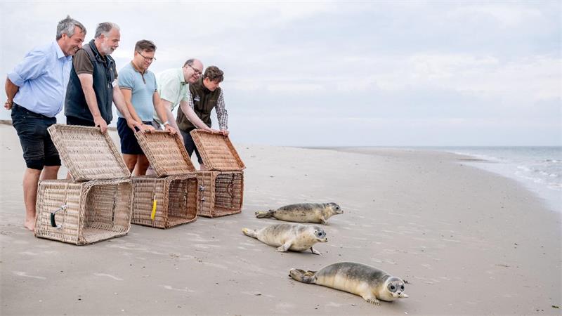 Ab in die Freiheit: Bundesumweltminister Carsten Schneider (SPD, Mitte) ist auf der Nordseeinsel Juist erstmals bei einer Auswilderung dabei. 