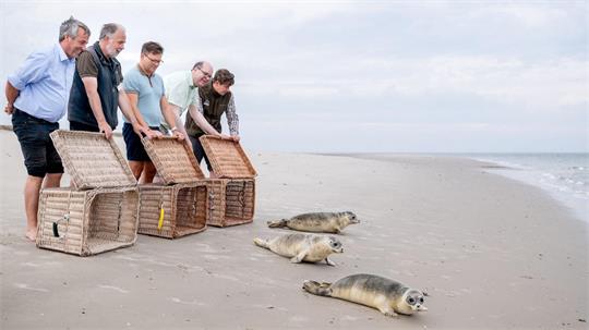 Ab in die Freiheit: Bundesumweltminister Carsten Schneider (SPD, Mitte) ist auf der Nordseeinsel Juist erstmals bei einer Auswilderung dabei. 