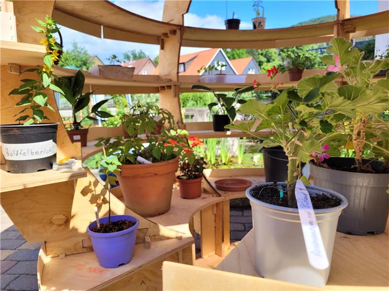 Bad Harzburg: Mehrgenerationenhaus lädt zum Tag der Nachbarschaft Ab sofort können in der Grünzelle im Innenhof des Hauses der Kirche Pflanzen mitgenommen oder abgegeben werden.  Foto: Exner