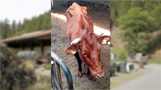 Abgemagerte Tiere werden vom Bergbauernhof geholt. Mittlerweile geht es ihnen wieder gut. Fotos: GZ-Archiv
