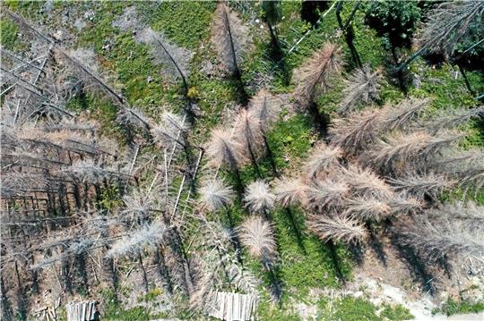 Abgestorbene Fichten bei Schierke. Unter dem Leitthema „Wald schafft Klima“ haben Waldbesitzer am Freitag mit Forstexperten über die aktuelle Krise diskutiert.  Foto: Bein