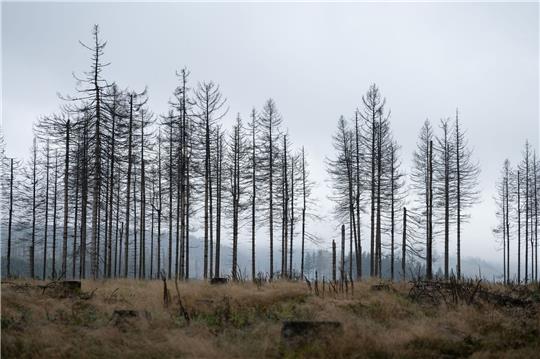 Abgestorbene Fichten stehen auf einer Waldfläche im Harz.