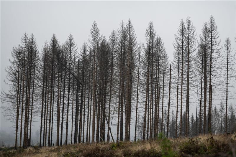 Abgestorbene Fichten stehen auf einer Waldfläche im Harz.