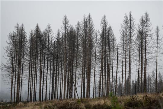 Abgestorbene Fichten stehen auf einer Waldfläche im Harz.