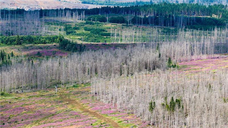 Landkreis Harz meldet weniger Kahlflächen Abgestorbene Fichten stehen zwischen Bad Harzburg und Torfhaus im Harz. Seit Jahren setzt der Borkenkäfer den deutschen Fichtenwäldern zu. Doch es gibt Fortschritte bei der Aufforstung.