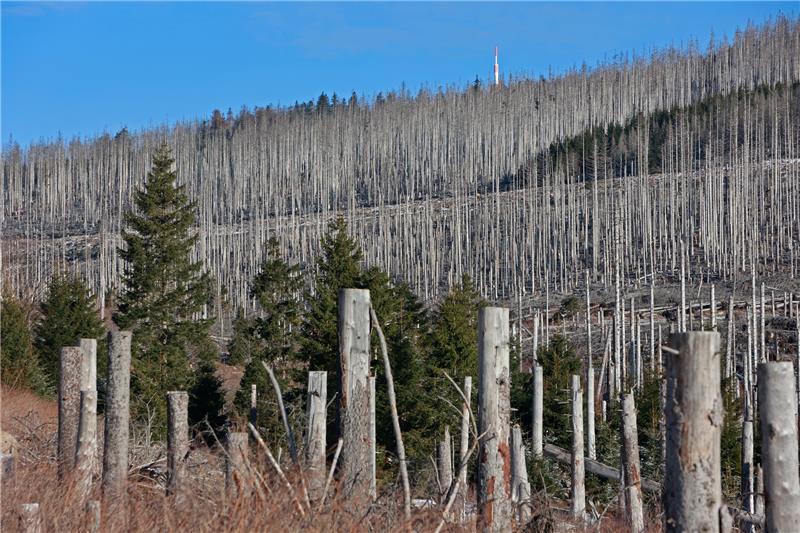 Aufforstungen gegen Kahlflächen – 40.000 Bäume für den Harz Abgestorbene Fichtenwaldbestände prägen das Bild im Brockengebiet. Trockenheit und der Borkenkäfer haben große Bestände des Harzwaldes sterben lassen. Im Nationalparkgebiet bleibt das Totholz in den Wäldern weitestgehend liegen und wird nicht entnommen. Foto: picture alliance/dpa | Matthias Bein