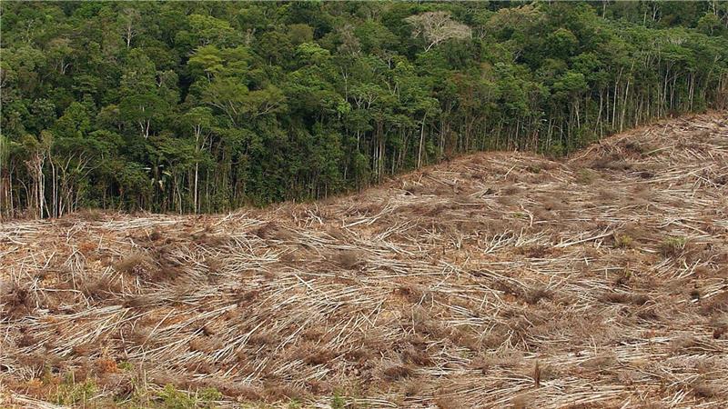 Abholzung des Regenwalds im Amazonasgebiet in Brasilien.