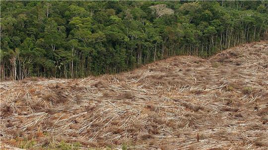 Abholzung des Regenwalds im Amazonasgebiet in Brasilien.