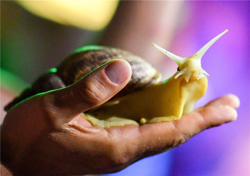 Riesenschnecken als Haustier können gefährlich sein Achatschnecke sind etwas unheimlich und faszinierend zugleich. Riesige Schnecken werden als Haustier immer beliebter.