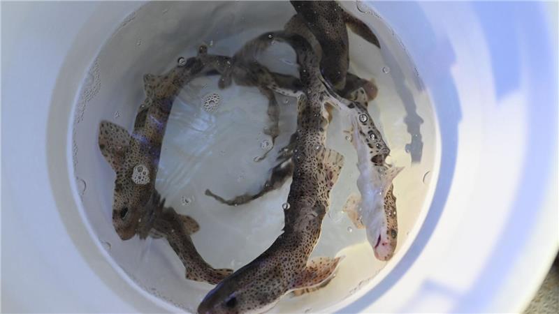 Acht Tiere werden im Eimer ins Meer gebracht.