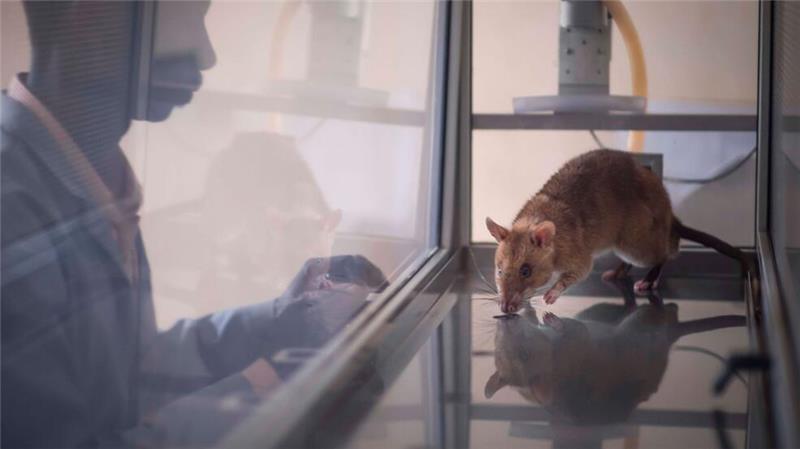 Riesenhamsterratten erschnüffeln Elfenbein und Hörner Acht der elf getesteten Ratten waren am Ende in der Lage, vier häufig geschmuggelte Arten zu identifizieren.