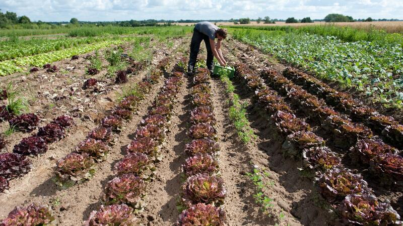 So nützlich ist eine vegetarische Ernährung Ackerflächen sollten besser für Lebensmittel statt für Tierfutter benutzt werden.