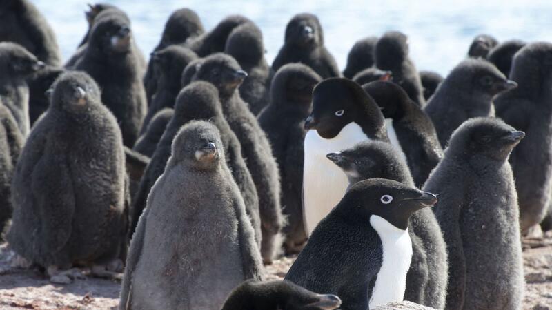 Adeliepinguine und ihr Nachwuchs.