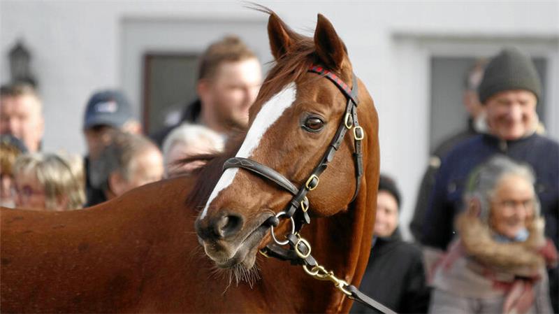 Adlerflug zeigt sich im Februar 2019 bei der Schlenderhaner Hengstpräsentation. 